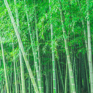 11 Facts About Bamboo